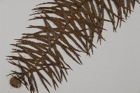 杉木藏品圖，第5張