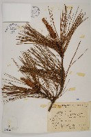 臺灣二葉松藏品圖，第1張