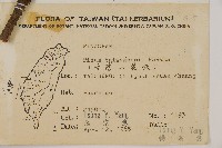 臺灣二葉松藏品圖，第2張