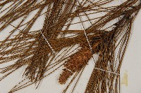 臺灣二葉松藏品圖，第3張