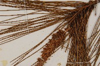 臺灣二葉松藏品圖，第4張