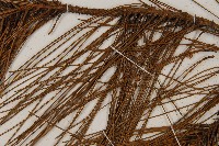 臺灣二葉松藏品圖，第5張