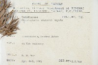 杉木藏品圖，第2張