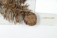 杉木藏品圖，第3張