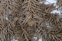 杉木藏品圖，第4張