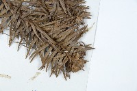 杉木藏品圖，第5張