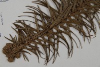 杉木藏品圖，第3張