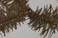 杉木藏品圖，第4張