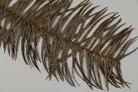 杉木藏品圖，第5張