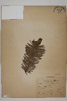 杉木藏品圖，第1張