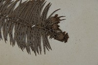 杉木藏品圖，第3張