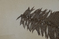 杉木藏品圖，第4張