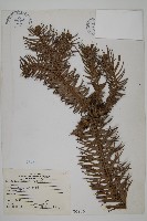 杉木藏品圖，第1張