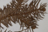 杉木藏品圖，第3張