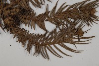 杉木藏品圖，第4張