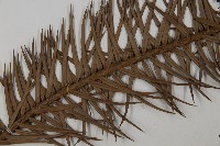 杉木藏品圖，第5張