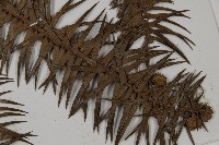 杉木藏品圖，第4張