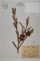 柳杉藏品圖，第1張