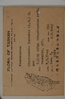 柳杉藏品圖，第2張