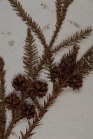 柳杉藏品圖，第3張