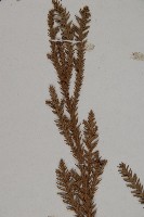 柳杉藏品圖，第4張