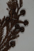 柳杉藏品圖，第3張