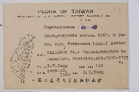 臺灣扁柏藏品圖，第2張