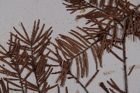 臺灣黃杉藏品圖，第5張