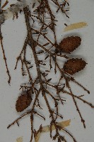 臺灣鐵杉藏品圖，第3張