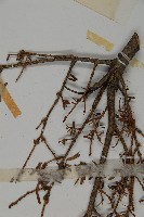 臺灣鐵杉藏品圖，第4張