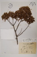 香青藏品圖，第1張