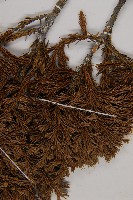 香青藏品圖，第4張