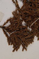 香青藏品圖，第5張