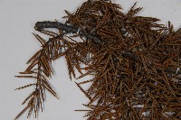 刺柏藏品圖，第3張