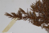 刺柏藏品圖，第4張