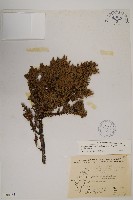 香青藏品圖，第1張