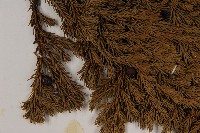香青藏品圖，第3張