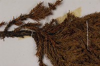 香青藏品圖，第4張