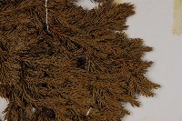 香青藏品圖，第5張