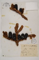 臺灣冷杉藏品圖，第1張