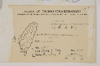 臺灣冷杉藏品圖，第2張