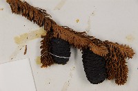 臺灣冷杉藏品圖，第3張