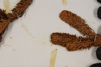 臺灣冷杉藏品圖，第5張