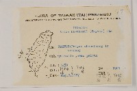 臺灣冷杉藏品圖，第2張
