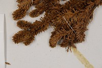 臺灣冷杉藏品圖，第4張