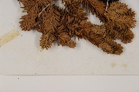 臺灣冷杉藏品圖，第5張