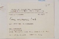 馬尾松藏品圖，第2張