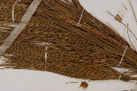 馬尾松藏品圖，第4張