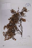 刺柏藏品圖，第1張