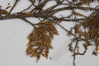 刺柏藏品圖，第4張